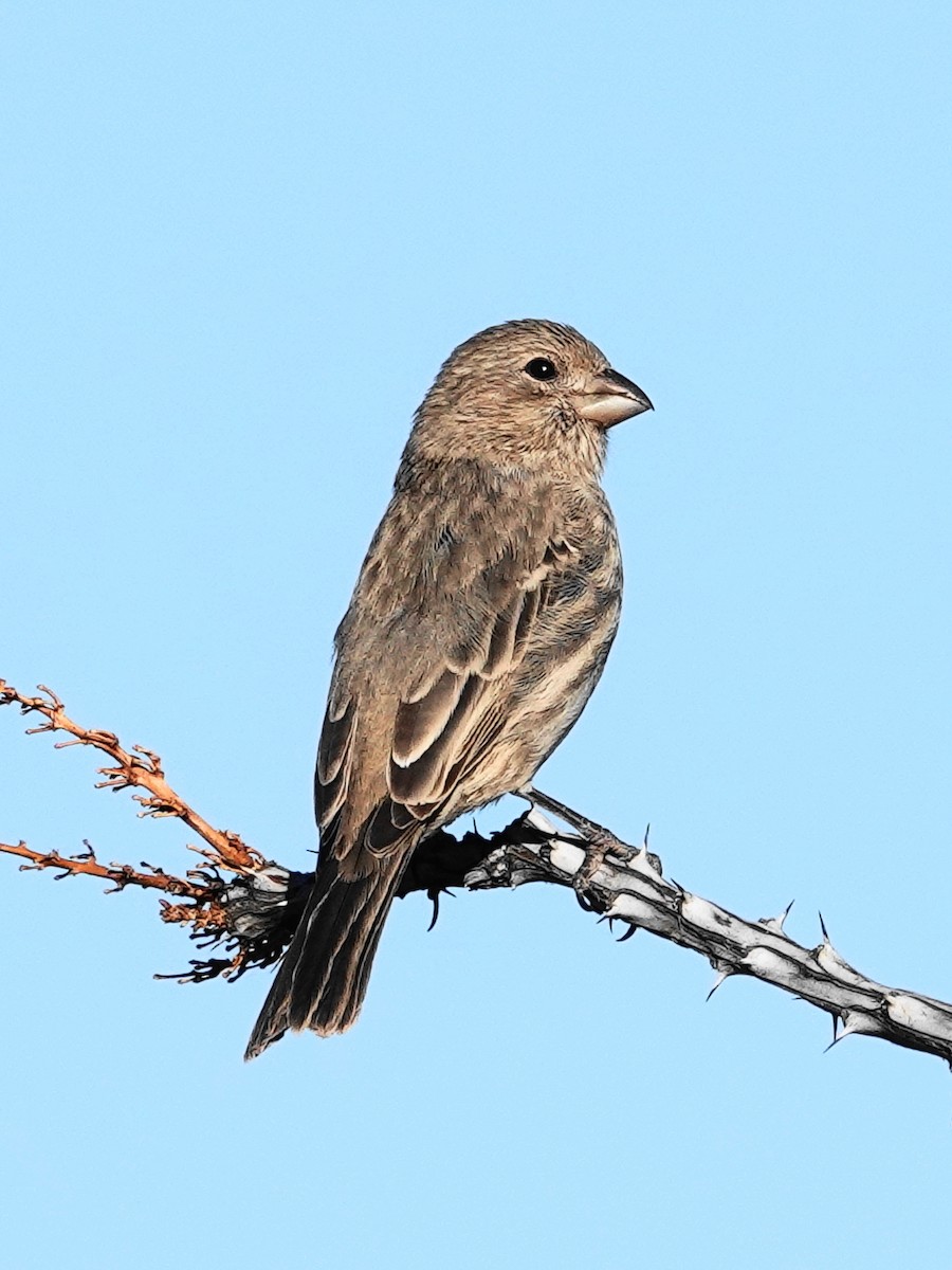 House Finch - ML625166323