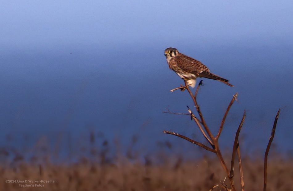 American Kestrel - ML625166332