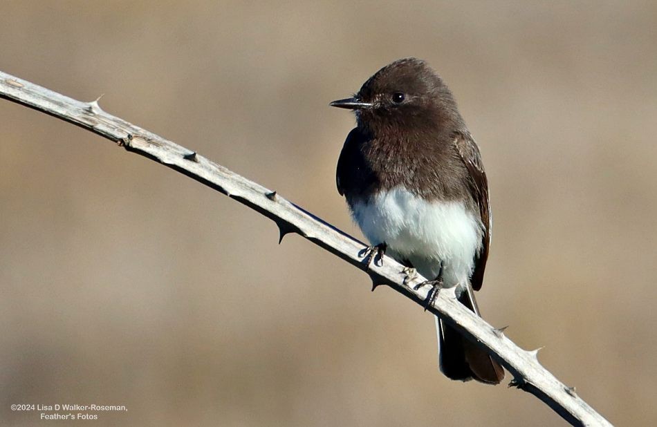 Black Phoebe - ML625166345