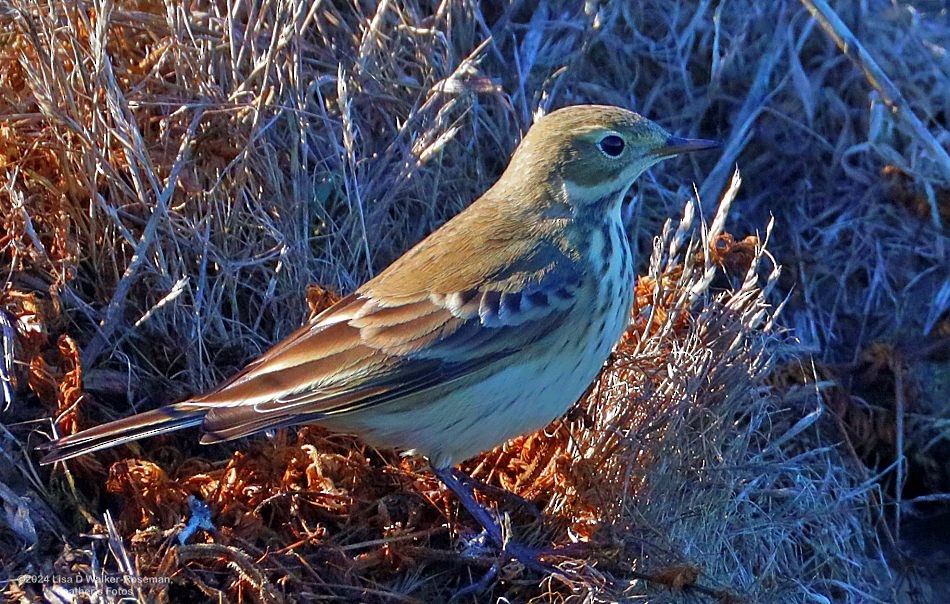 American Pipit - ML625166360