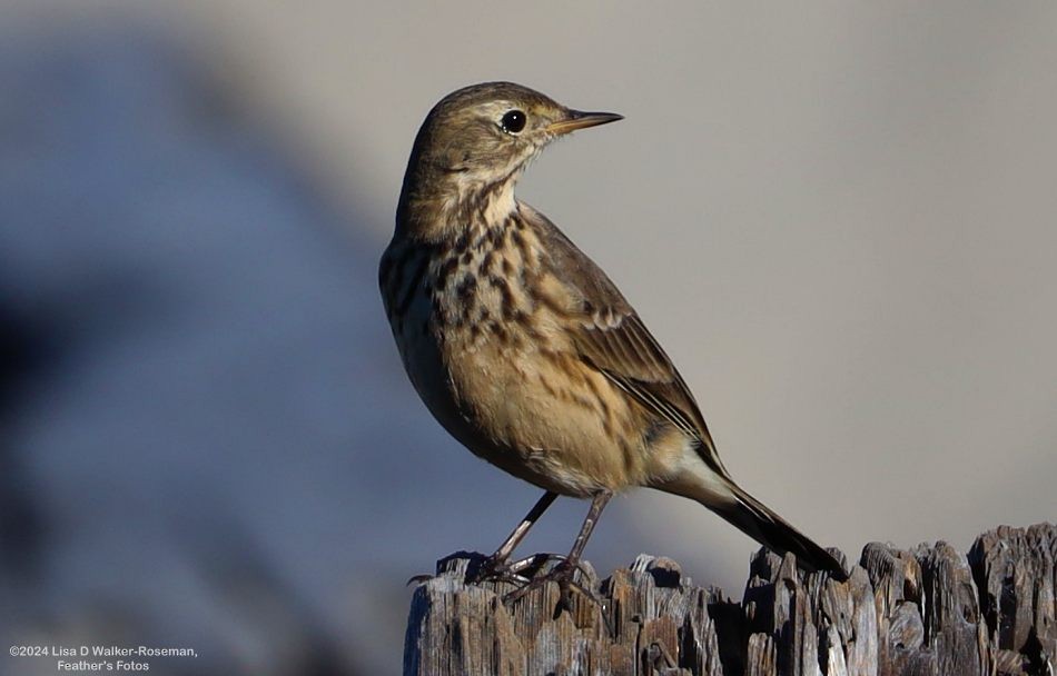 American Pipit - ML625166361