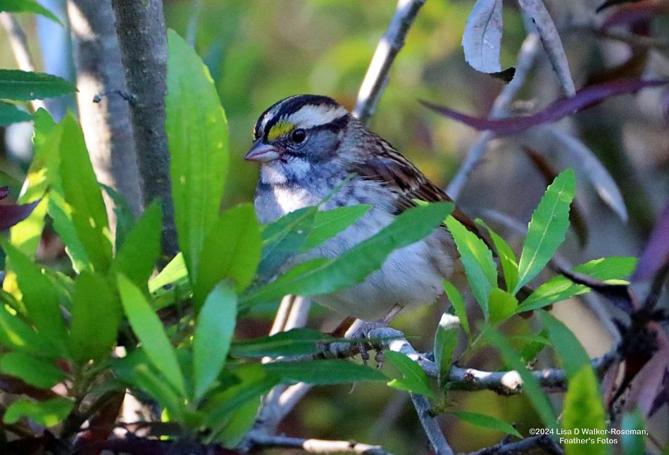 White-throated Sparrow - ML625166428