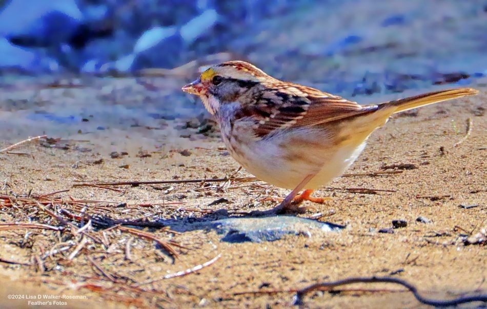 White-throated Sparrow - ML625166429
