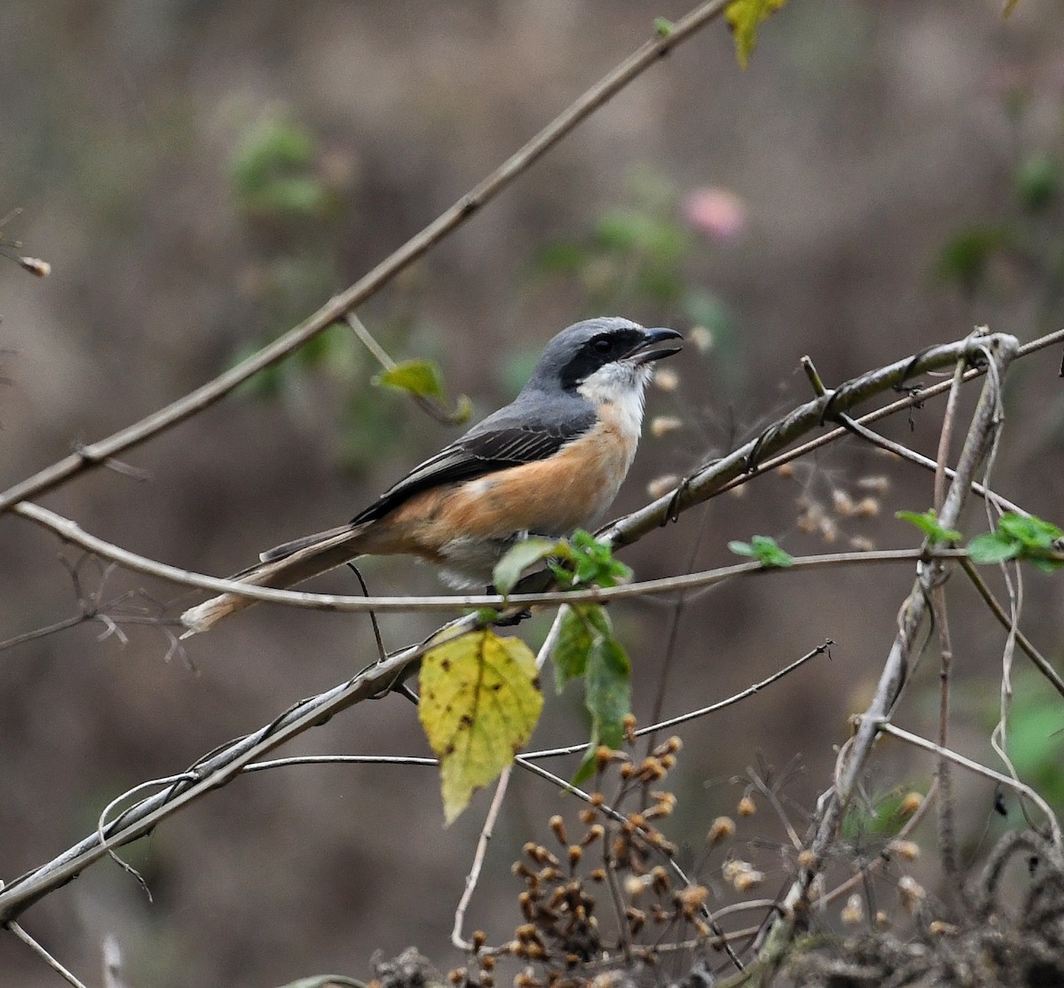 Gray-backed Shrike - ML625166493