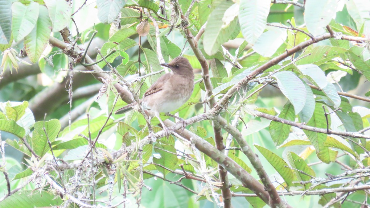 Black-billed Thrush - ML625166503