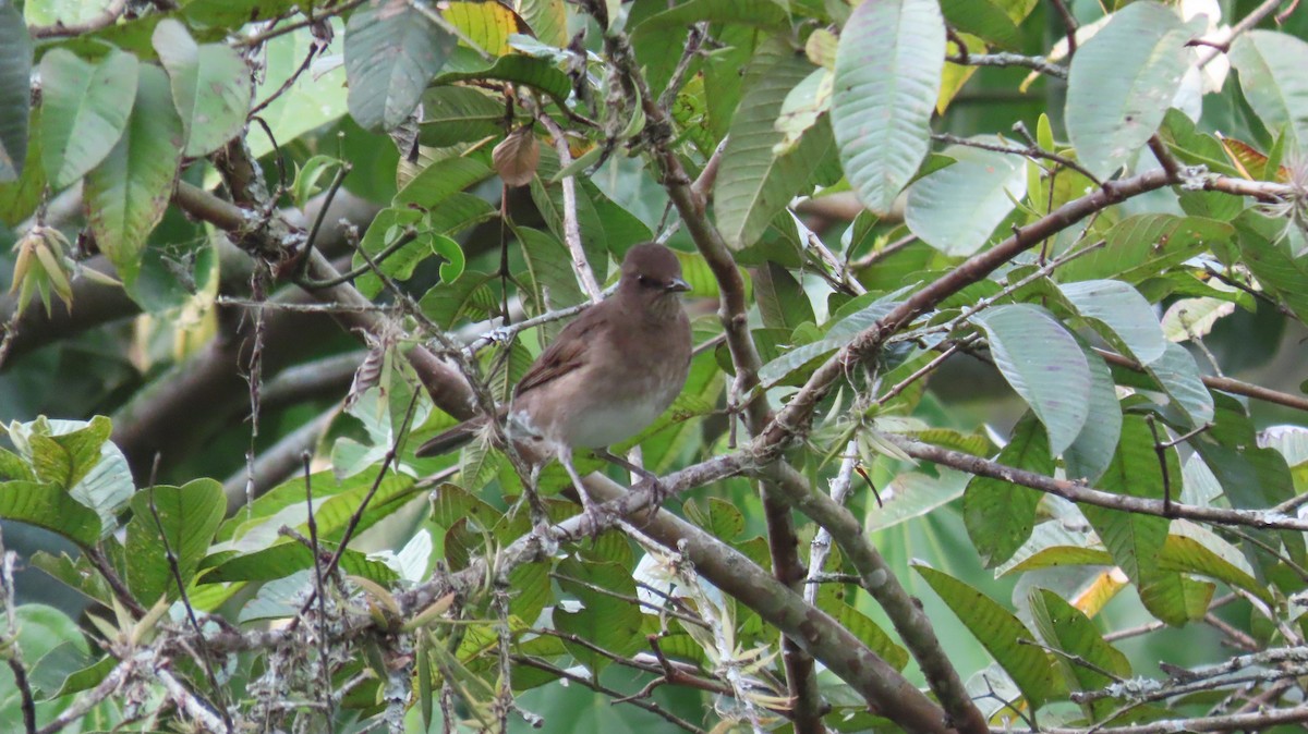 Black-billed Thrush - ML625166504