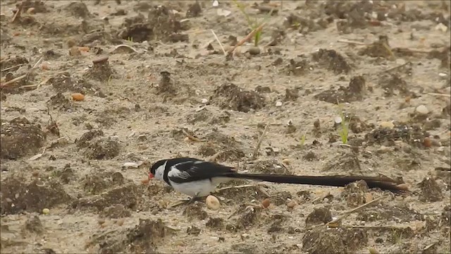 Pin-tailed Whydah - ML625166564