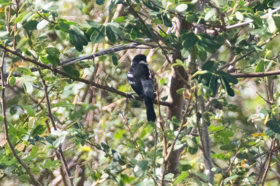 Wing-barred Seedeater (Wing-barred) - ML625166875