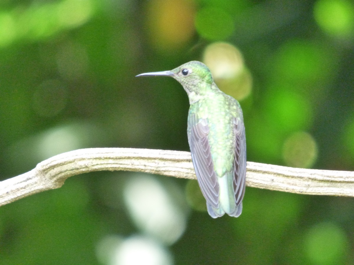 Scaly-breasted Hummingbird - Rustom Jamadar