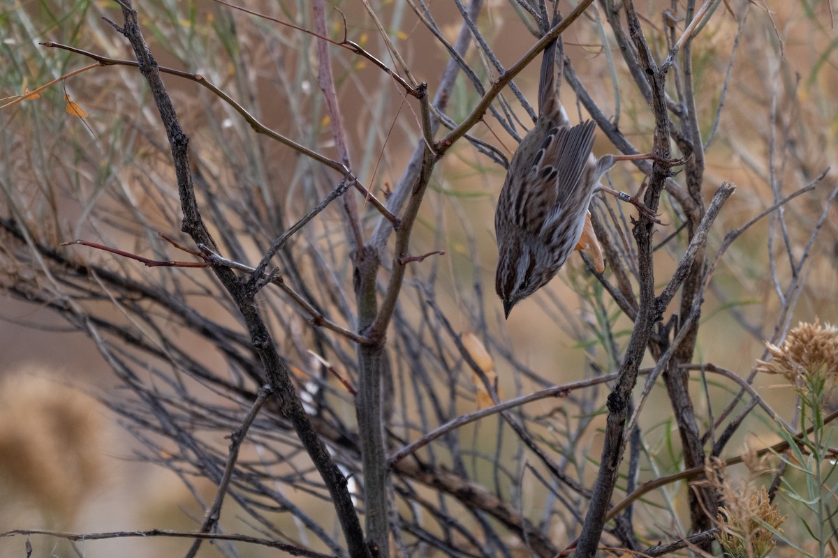 Song Sparrow - ML625166932
