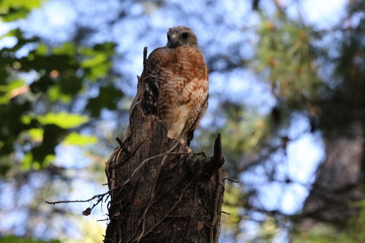 Red-shouldered Hawk - Mark De Lira