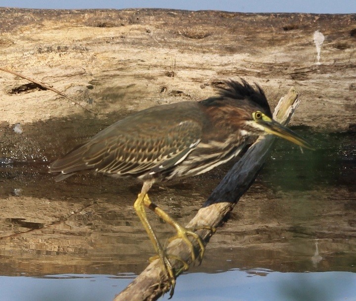 Green Heron - Mark De Lira