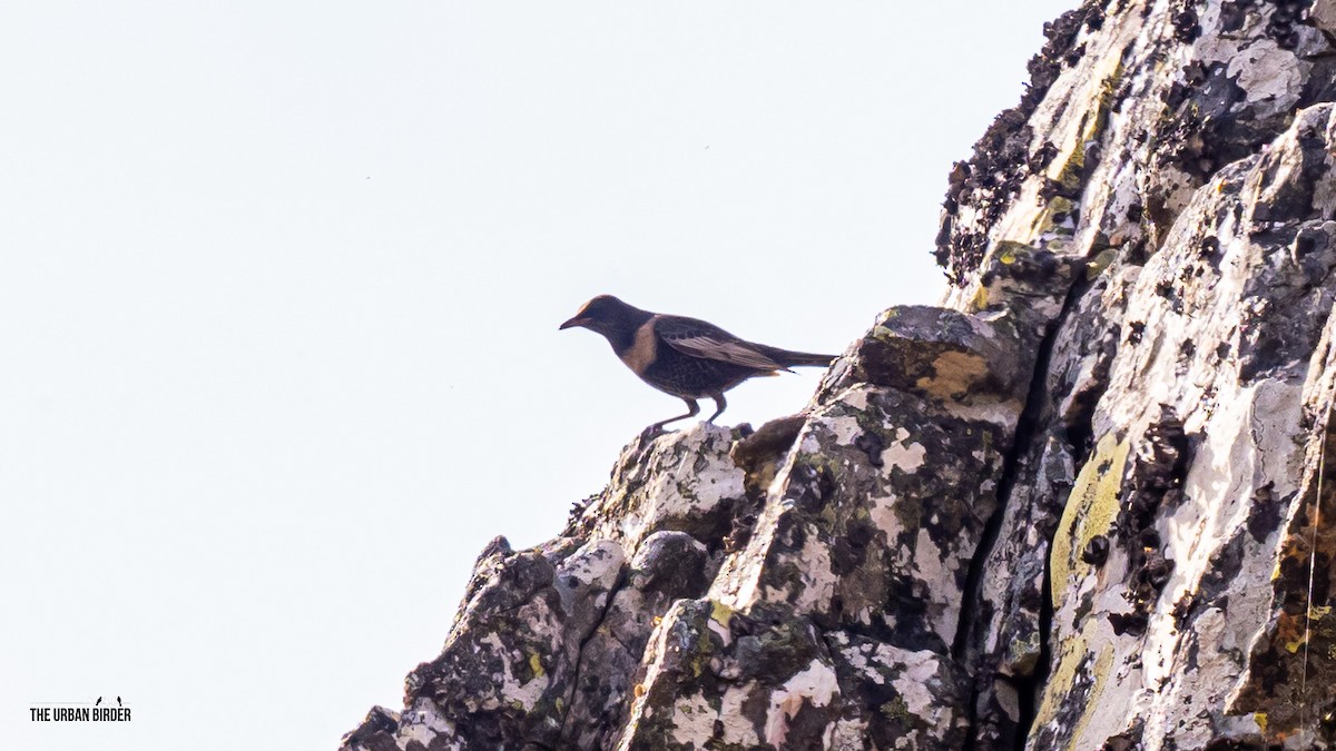 Ring Ouzel - ML625167106