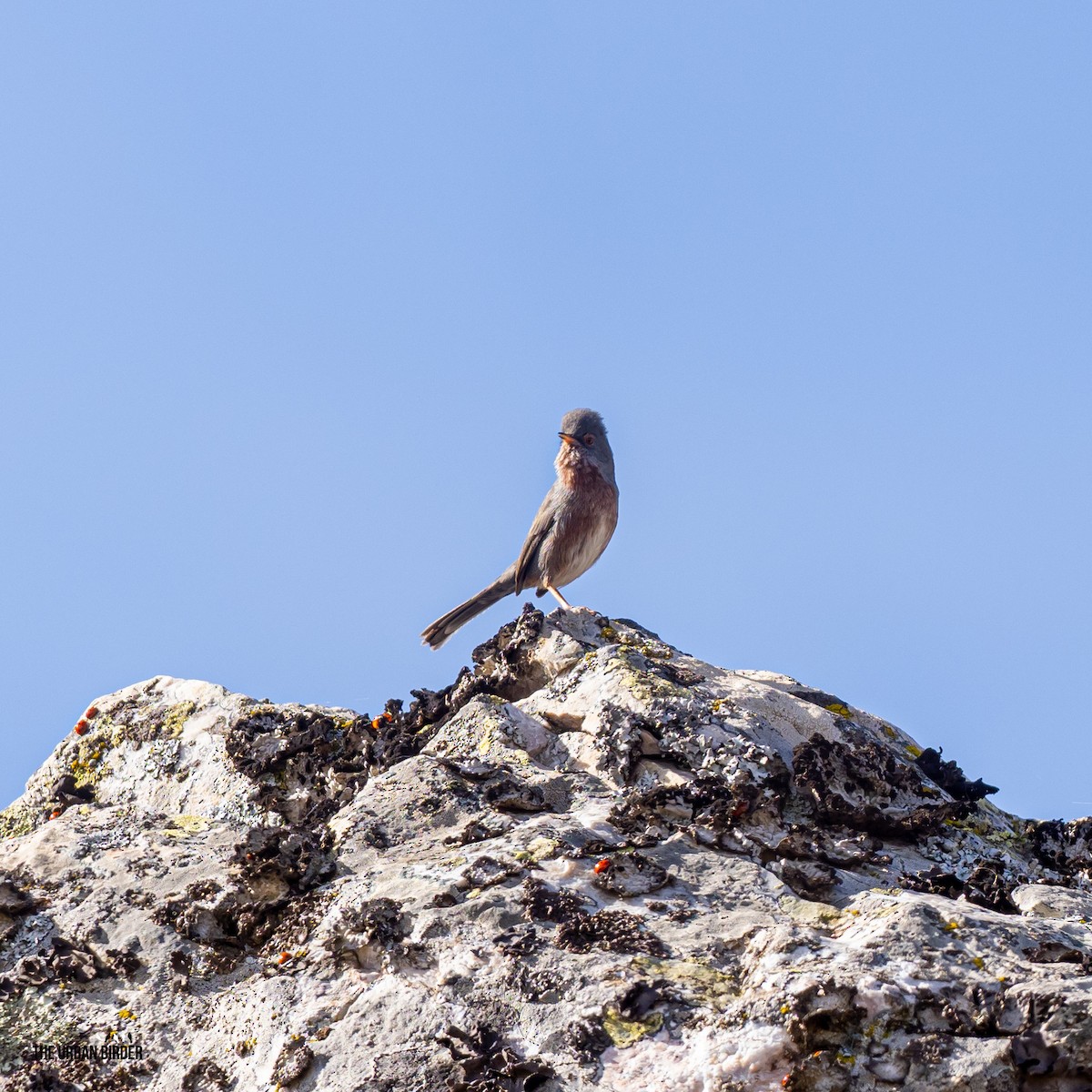 Dartford Warbler - ML625167257