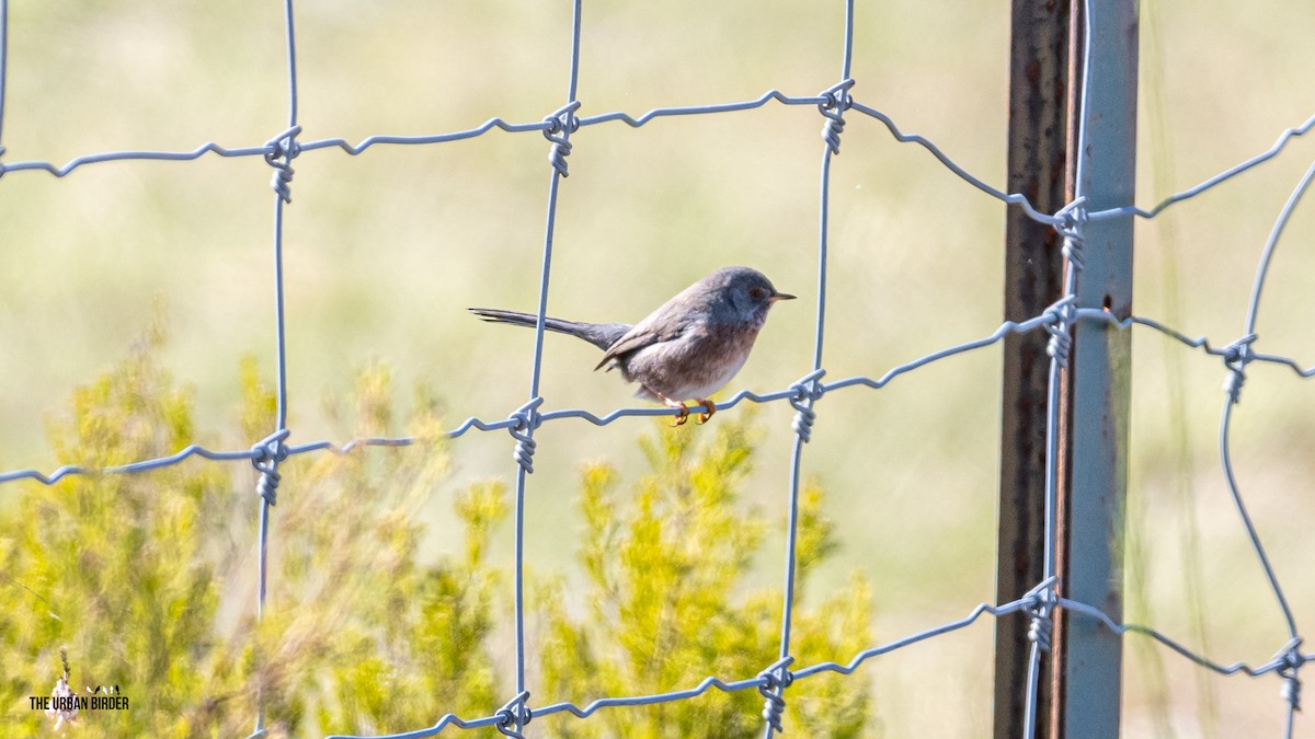 Dartford Warbler - ML625167352