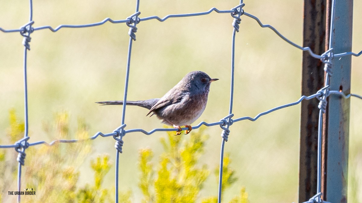Dartford Warbler - ML625167459