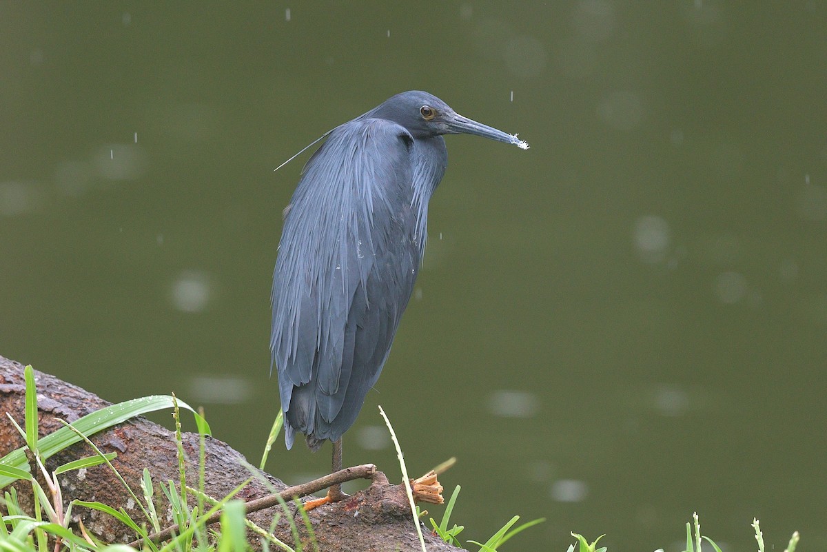 Black Heron - Gary Charlton