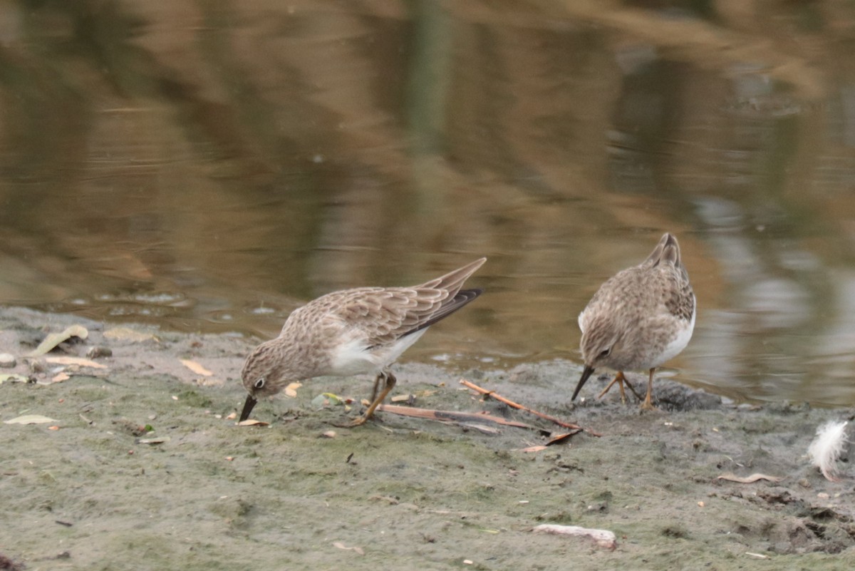 Least Sandpiper - ML625167566