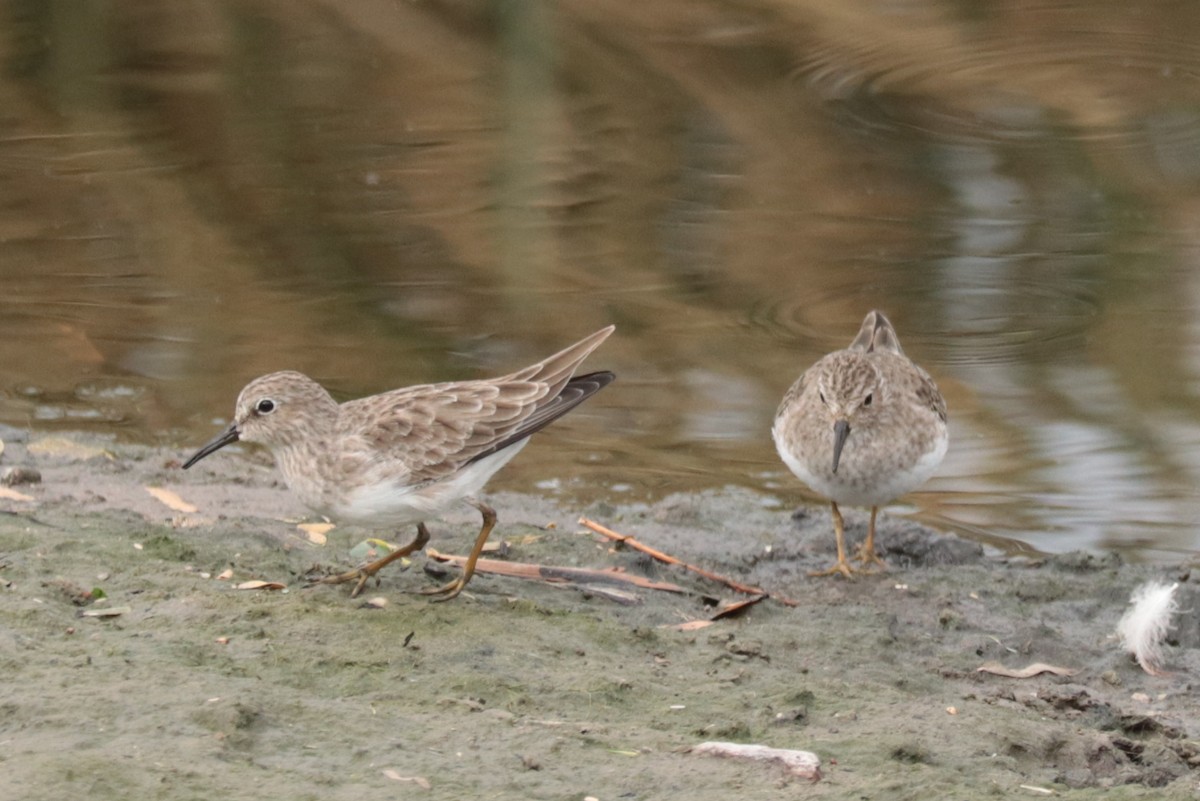 Least Sandpiper - ML625167567