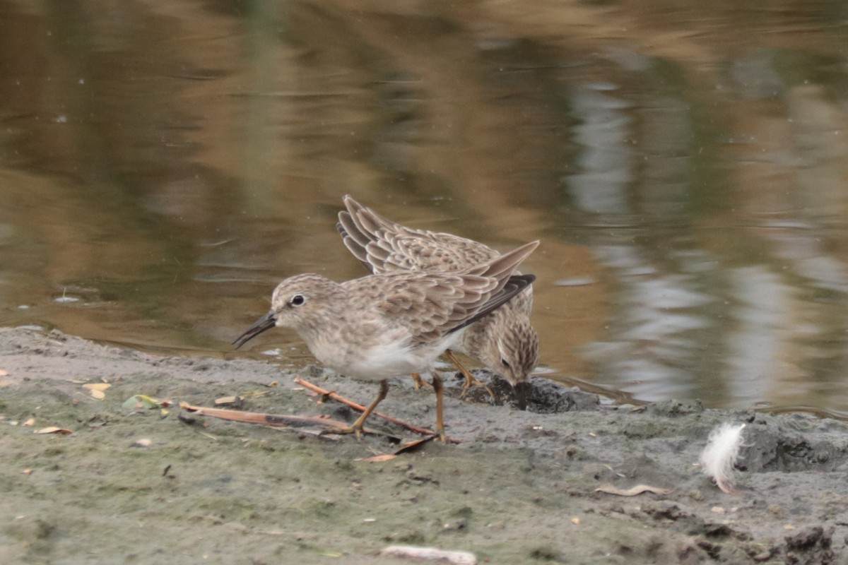 Least Sandpiper - ML625167568