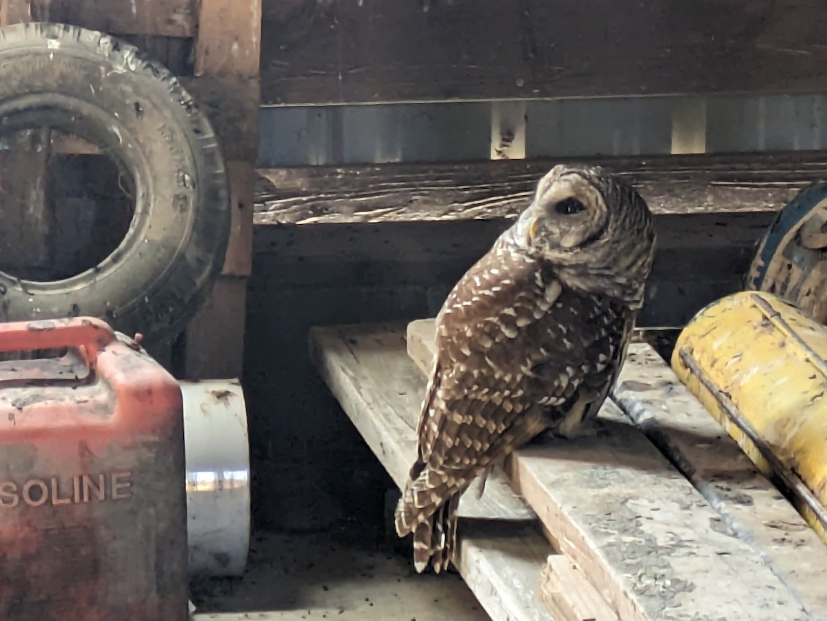 puštík proužkovaný - ML625167820