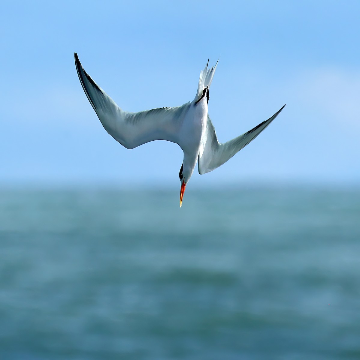 Elegant Tern - ML625167888