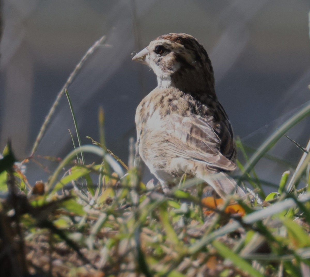 Lark Sparrow - ML625167950