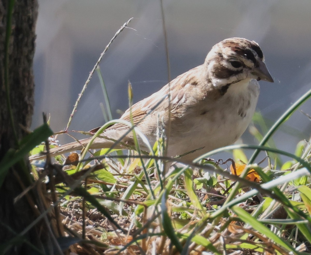 Lark Sparrow - ML625167951