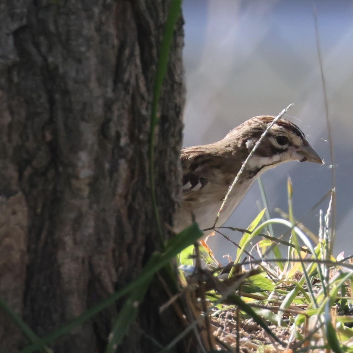 Lark Sparrow - ML625167952