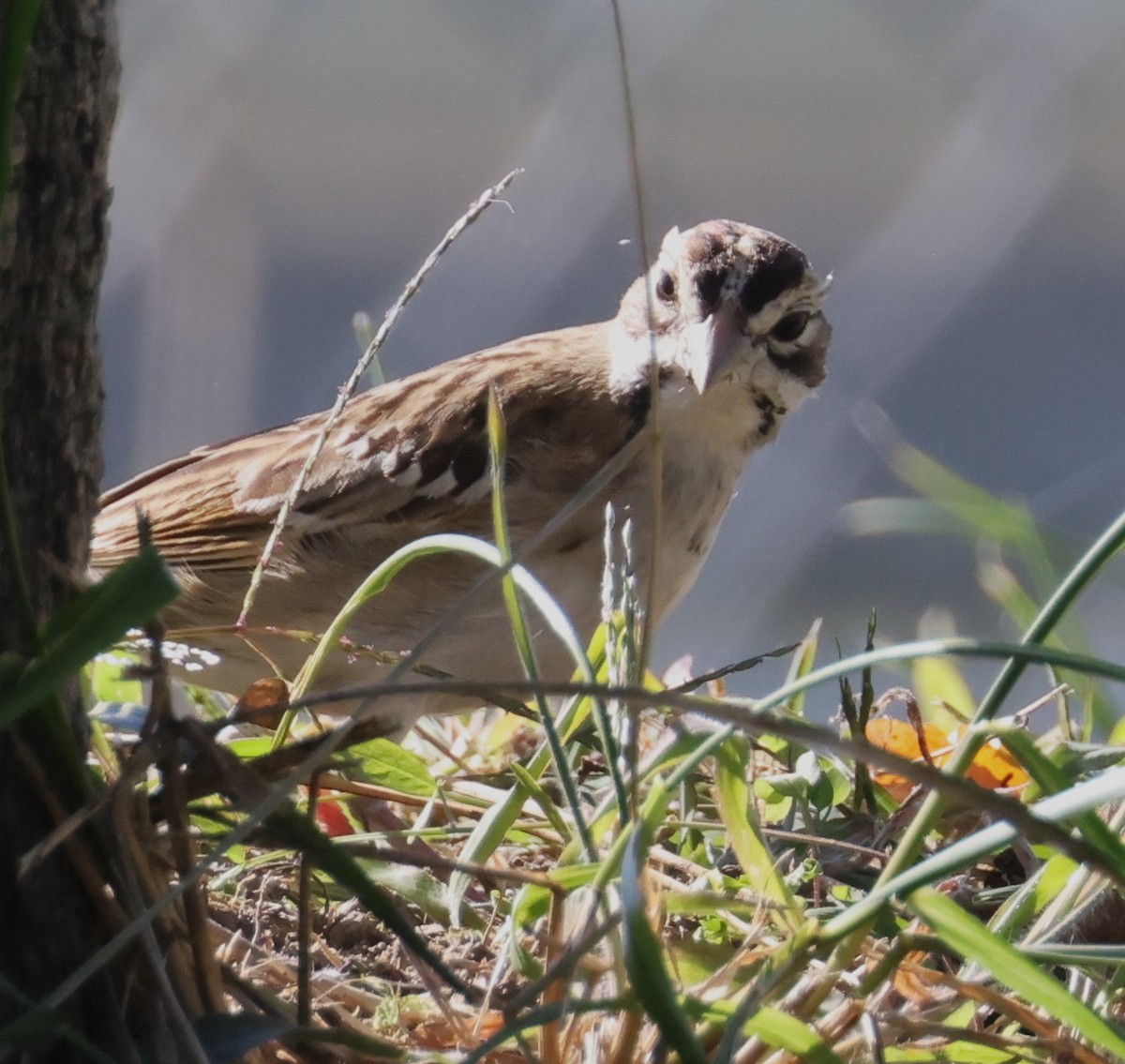 Lark Sparrow - Wendy Alexander