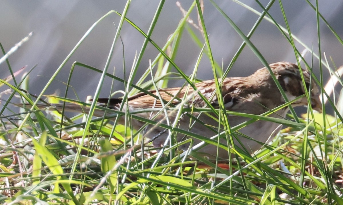 Lark Sparrow - Wendy Alexander