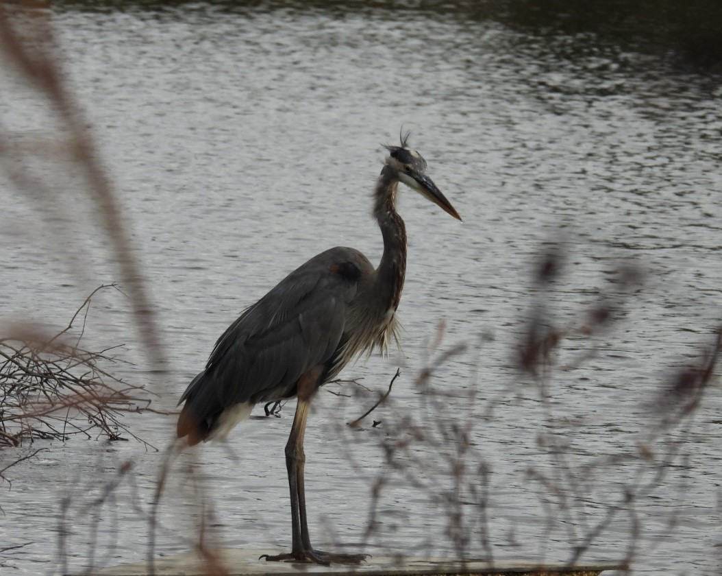 Great Blue Heron - ML625167956