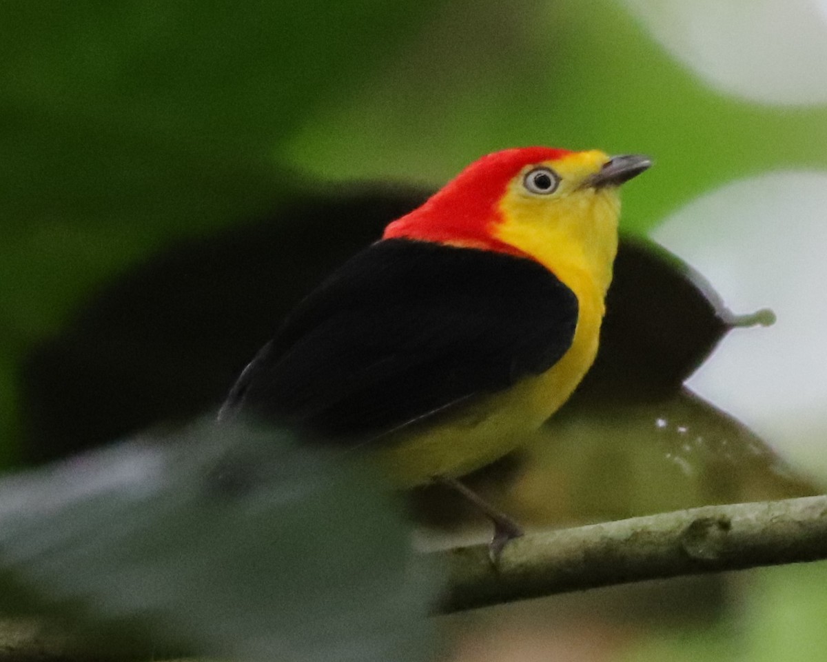 Wire-tailed Manakin - ML625168086