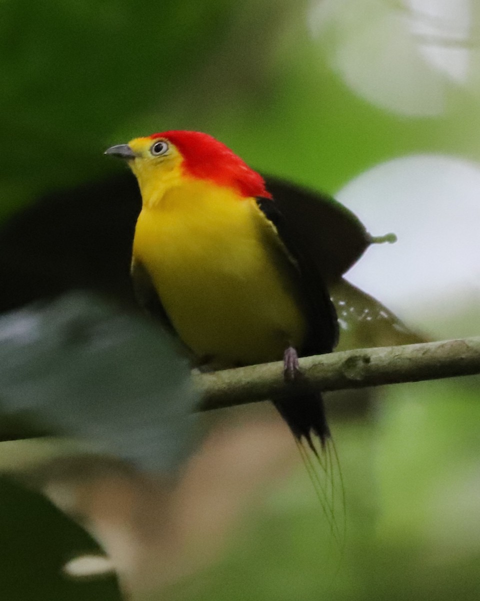 Wire-tailed Manakin - ML625168087