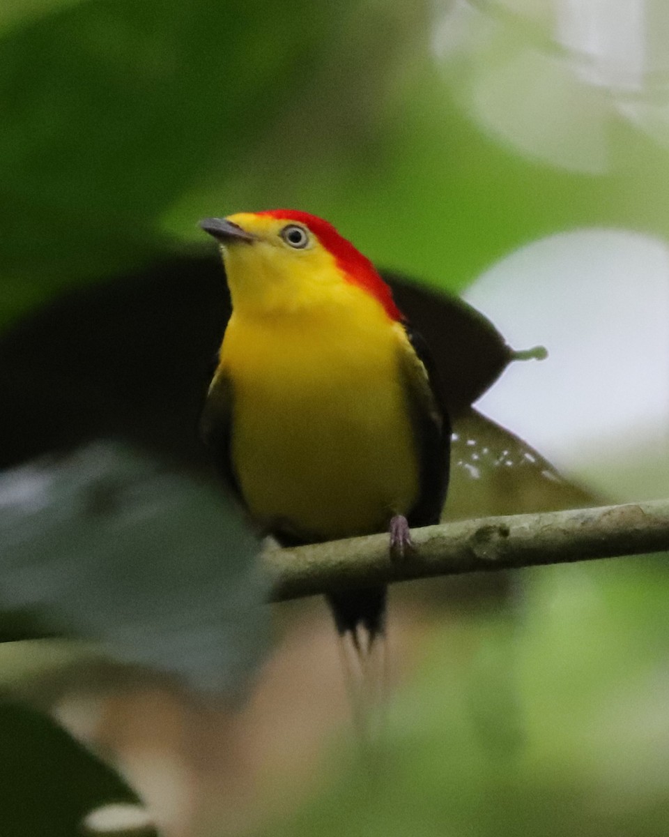 Wire-tailed Manakin - ML625168088