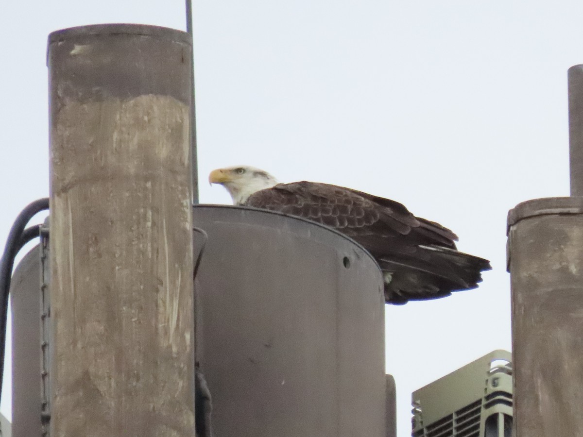 Bald Eagle - ML625168110