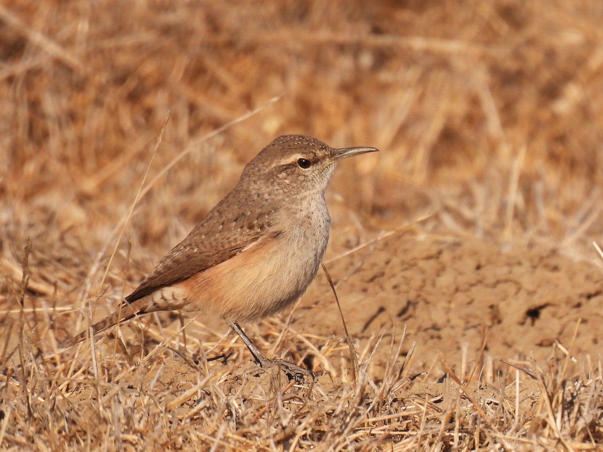 Rock Wren - ML625168136