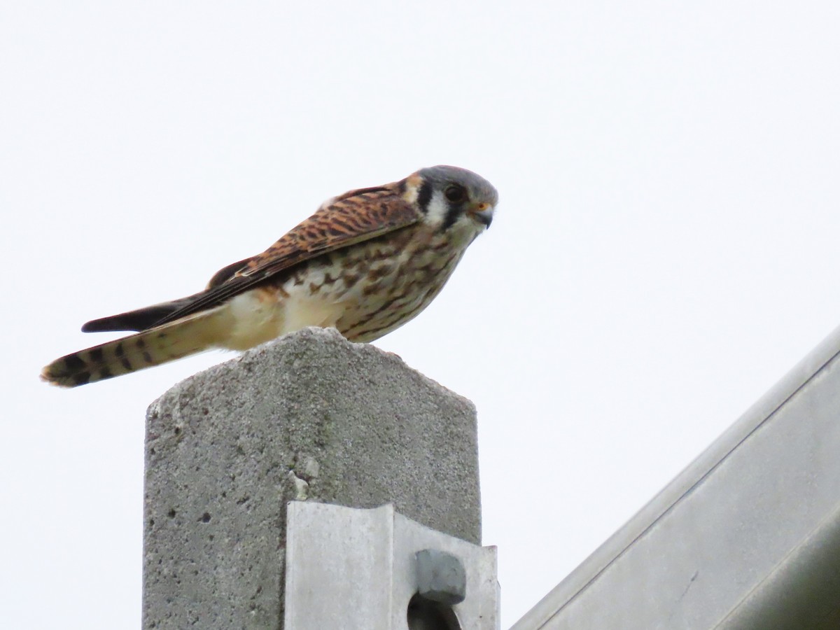 American Kestrel - ML625168155