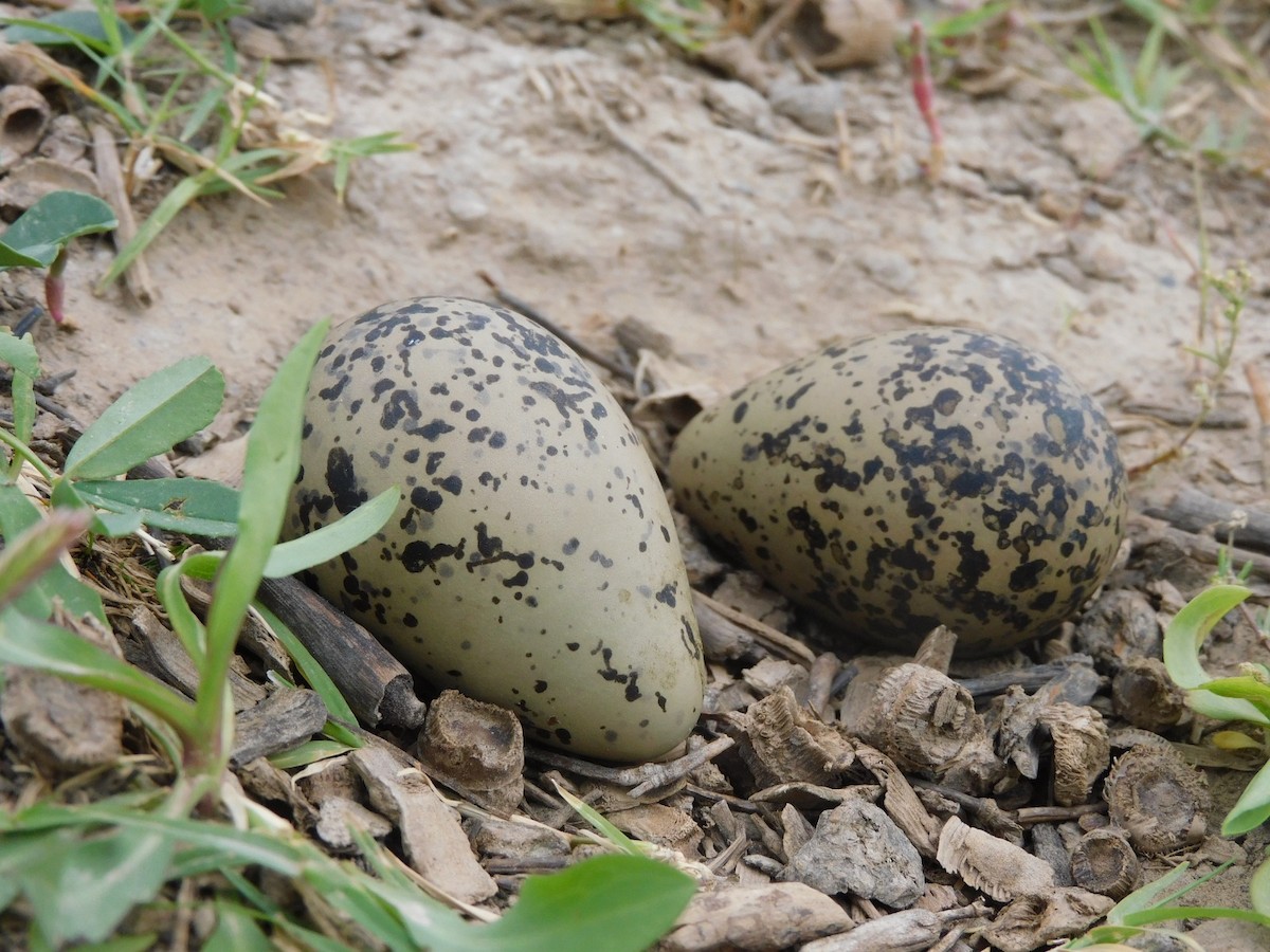 Southern Lapwing - ML625168182