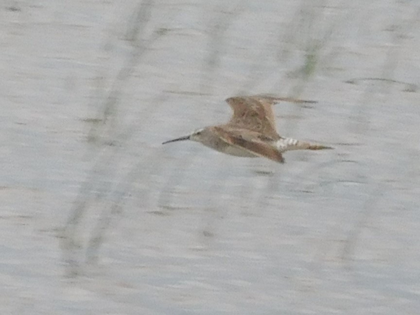 Stilt Sandpiper - ML625168194
