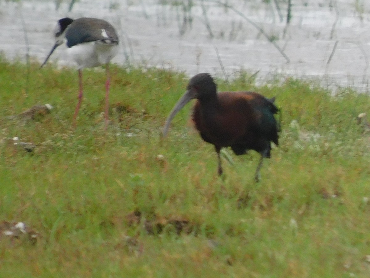 White-faced Ibis - ML625168237