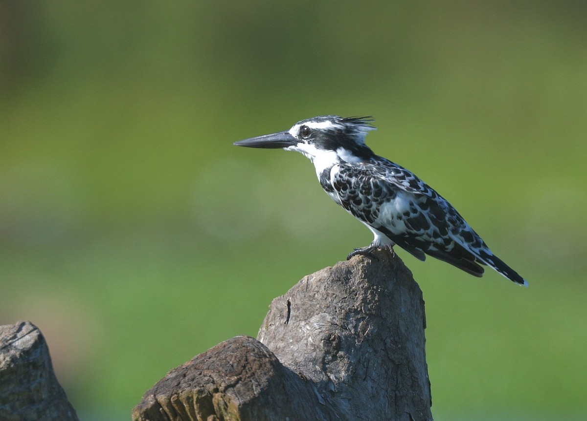 Pied Kingfisher - ML625168238