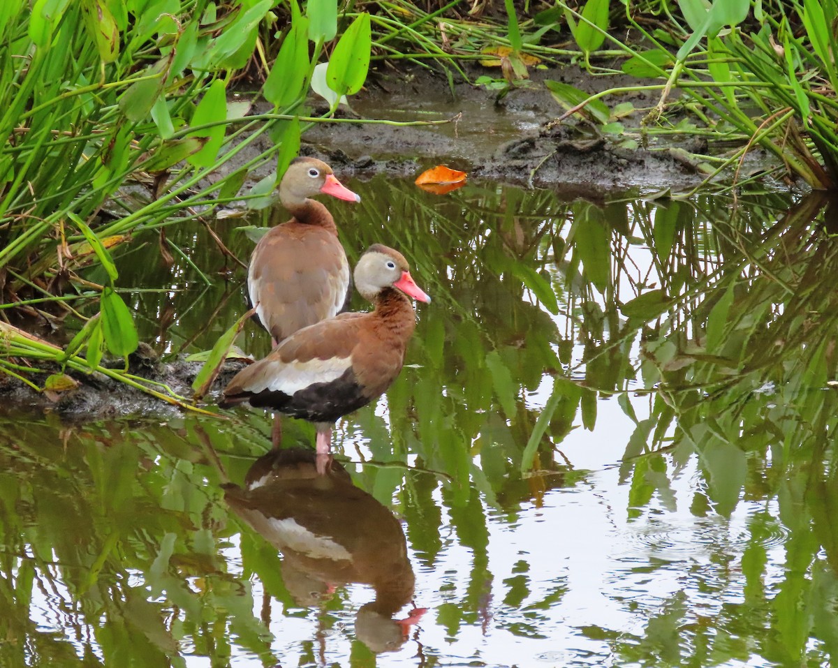 Black-bellied Whistling-Duck - Susan Young