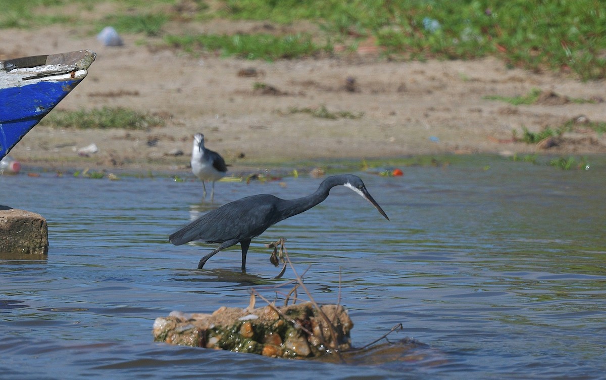 Western Reef-Heron - ML625168261