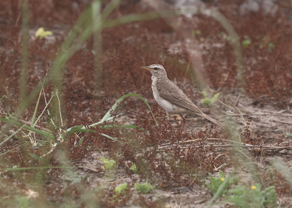 Pipit à longues pattes - ML625168312