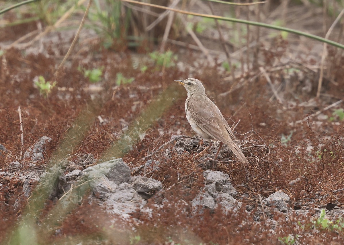 Pipit à longues pattes - ML625168315