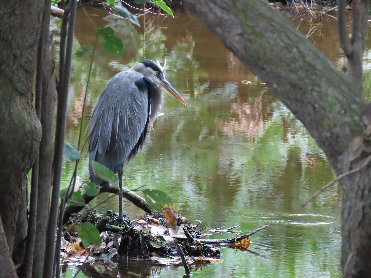 Great Blue Heron - ML625168339