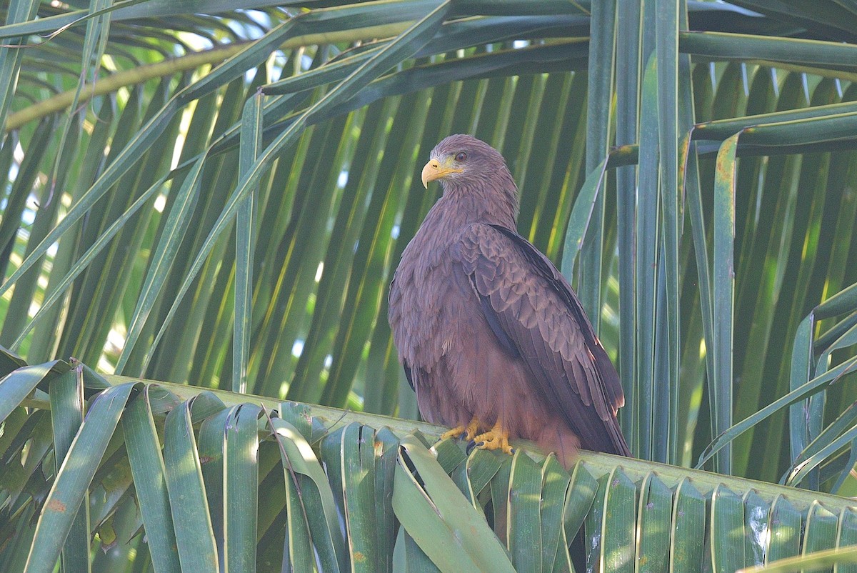 Black Kite (Yellow-billed) - ML625168342