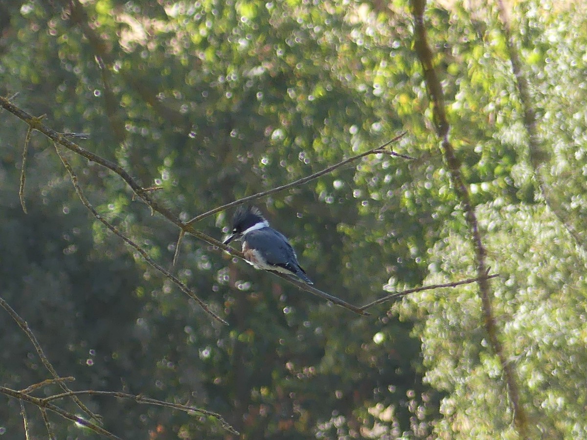 Belted Kingfisher - ML625168375