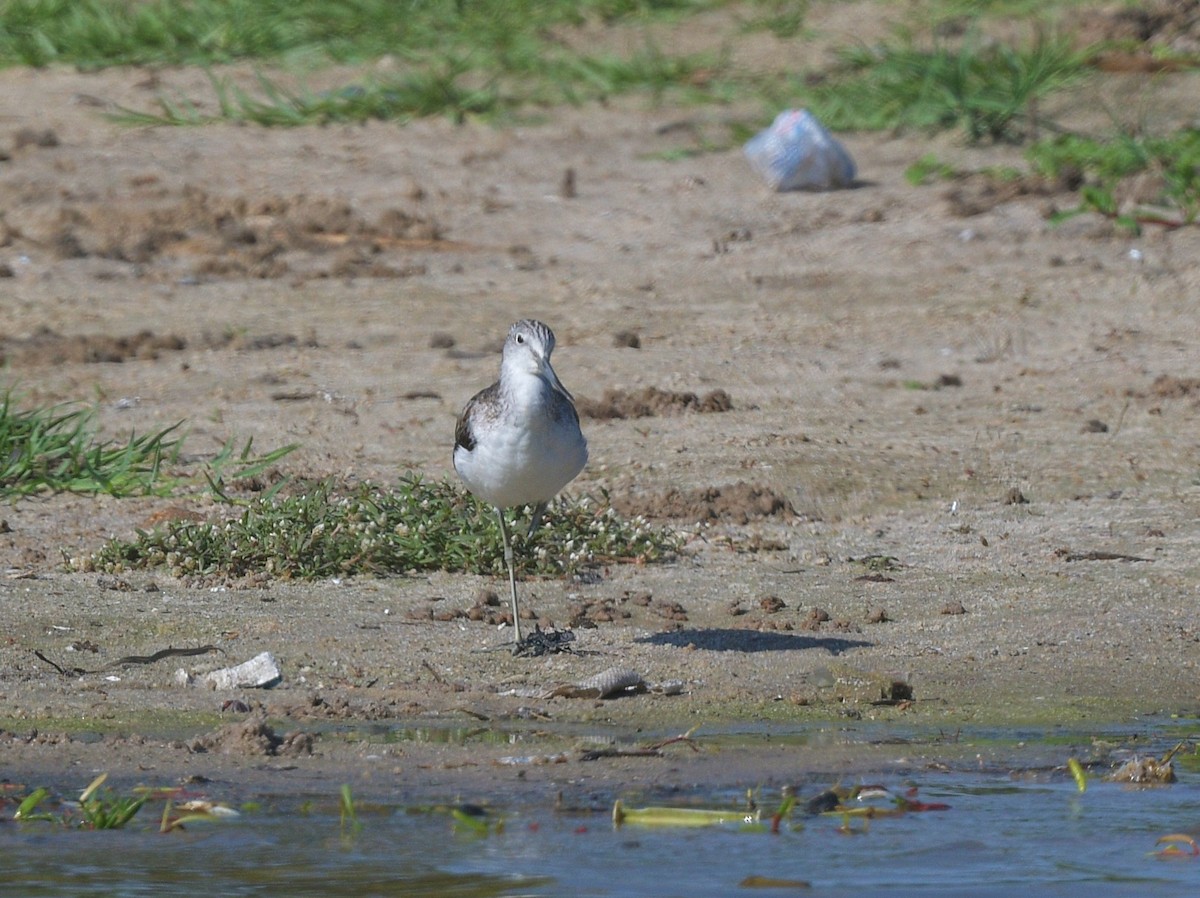 Common Greenshank - ML625168398